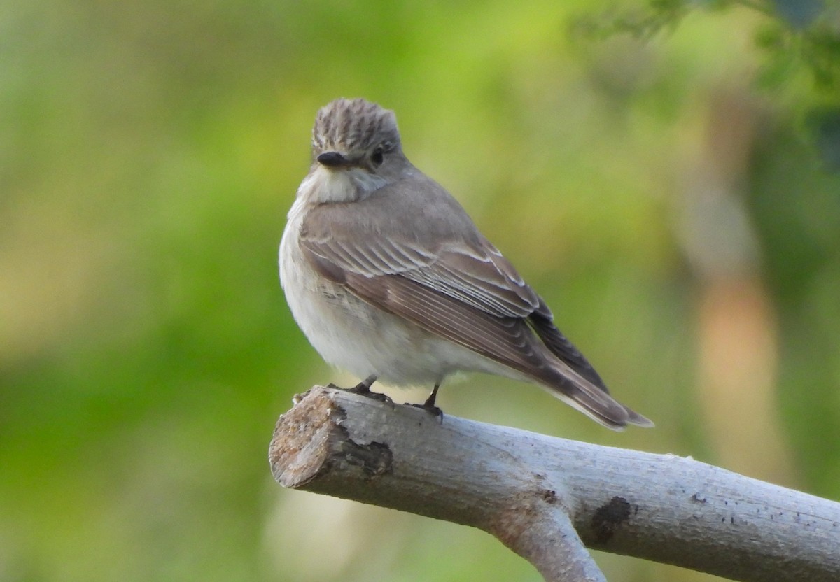 Spotted Flycatcher - Uma Pandiyan