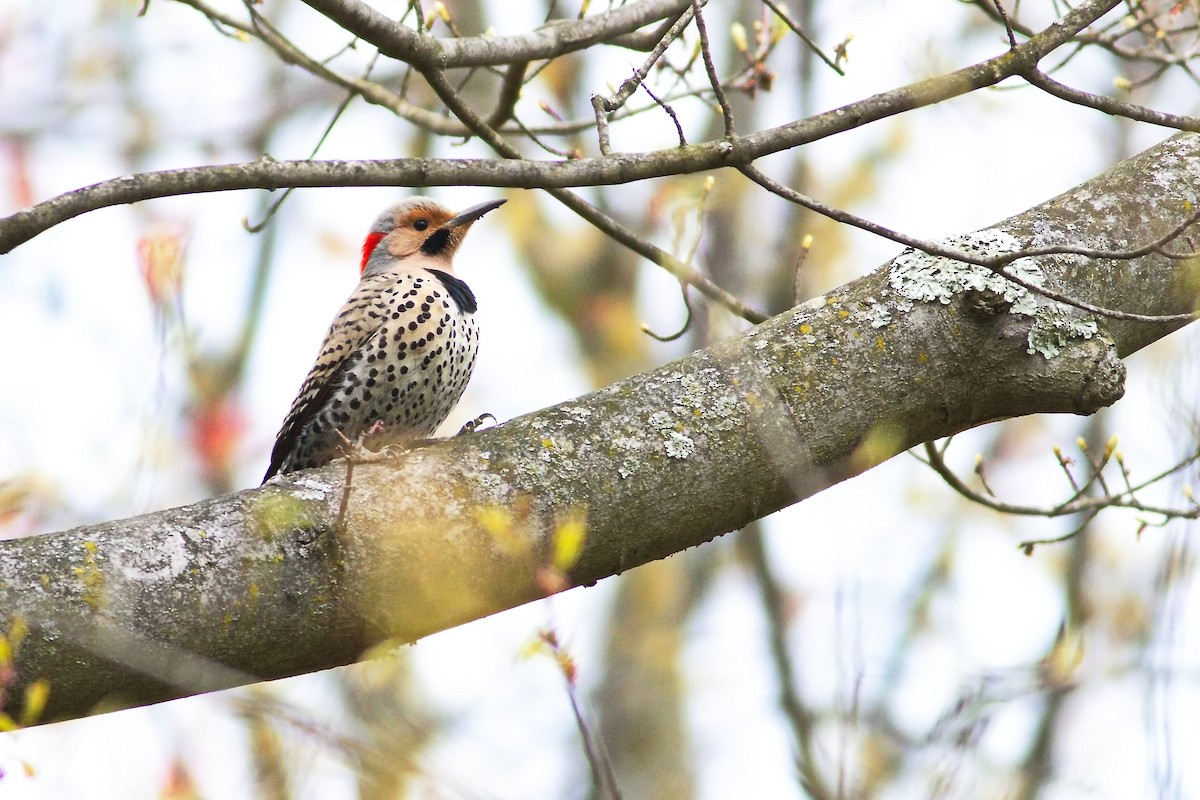 Northern Flicker (Yellow-shafted) - ML617665133