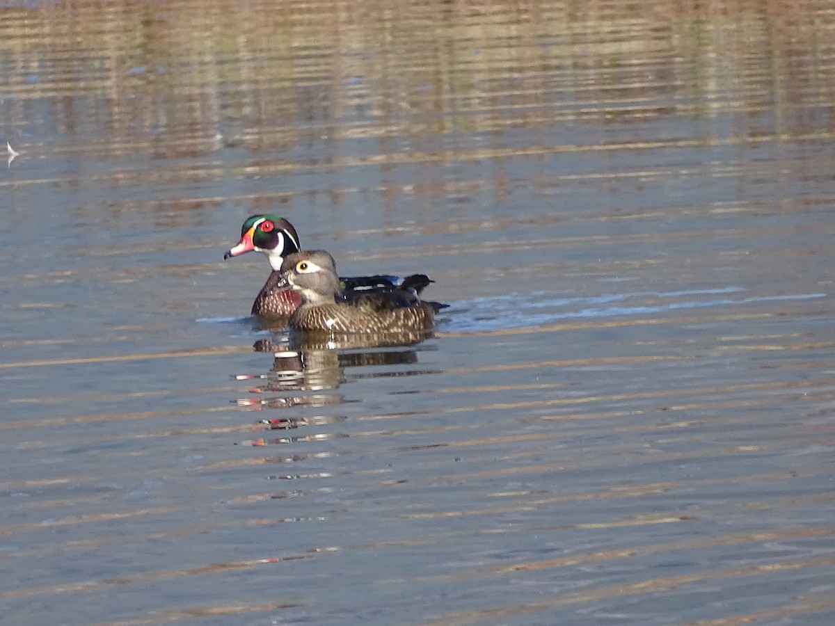 Wood Duck - ML617665162