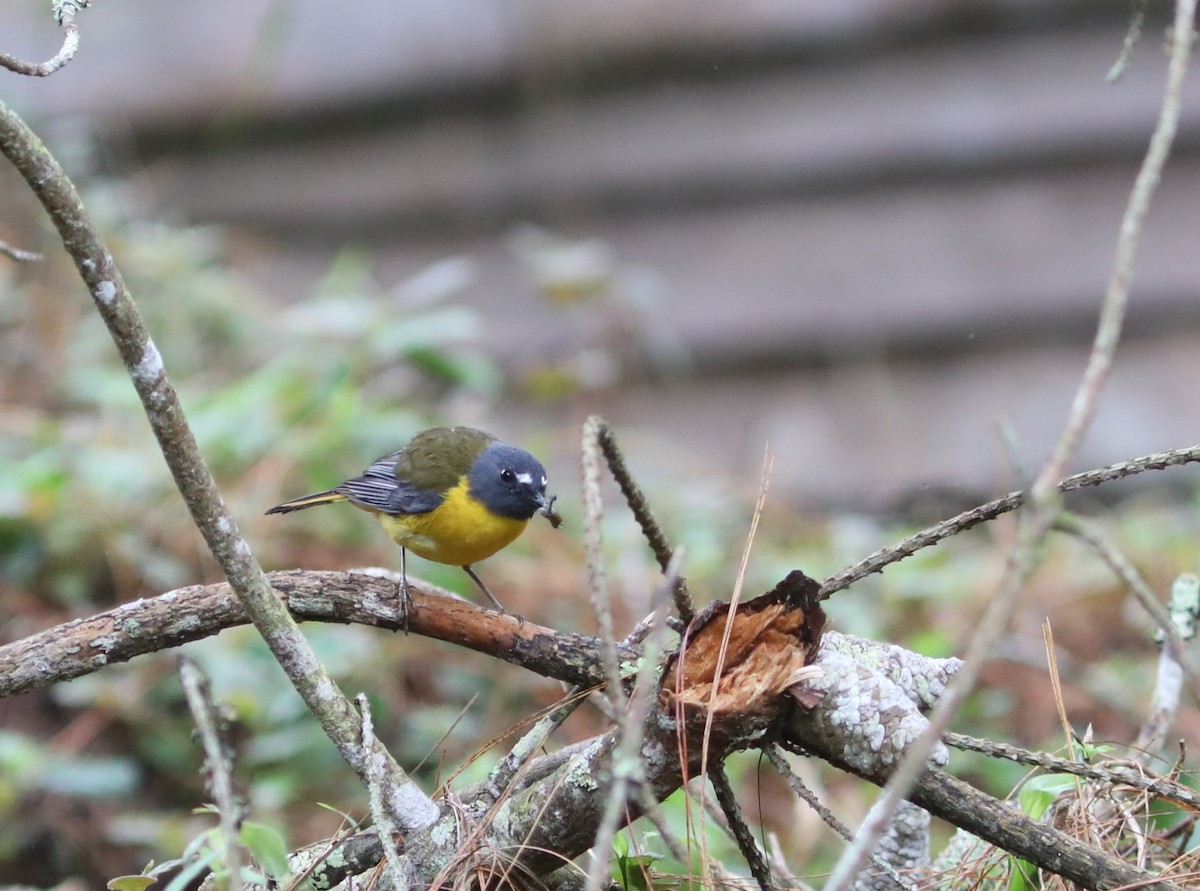 White-starred Robin - ML617665171