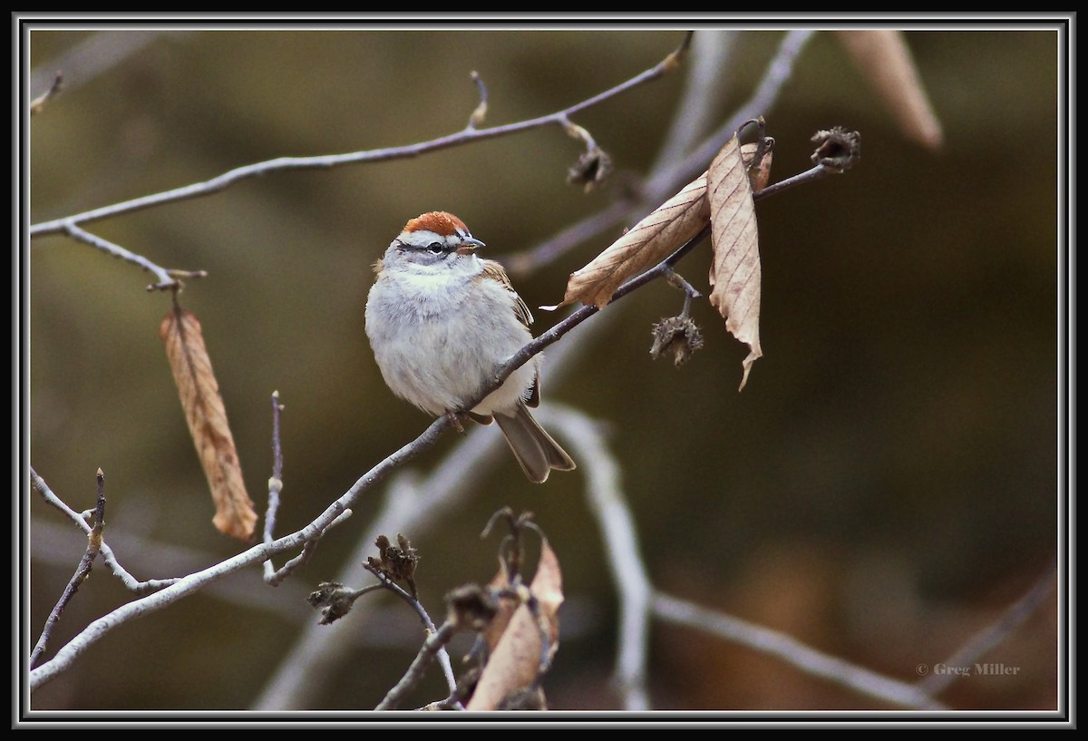 Chipping Sparrow - ML617665183