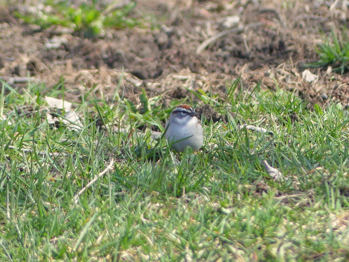 Chipping Sparrow - ML617665193