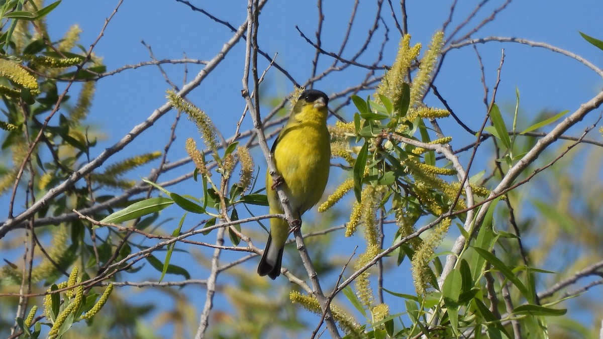 Lesser Goldfinch - Karen Evans