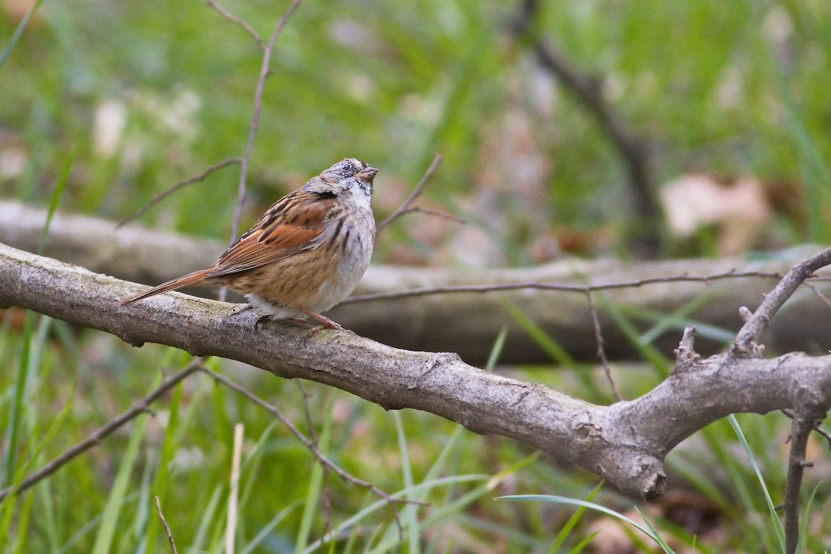 Swamp Sparrow - ML617665221