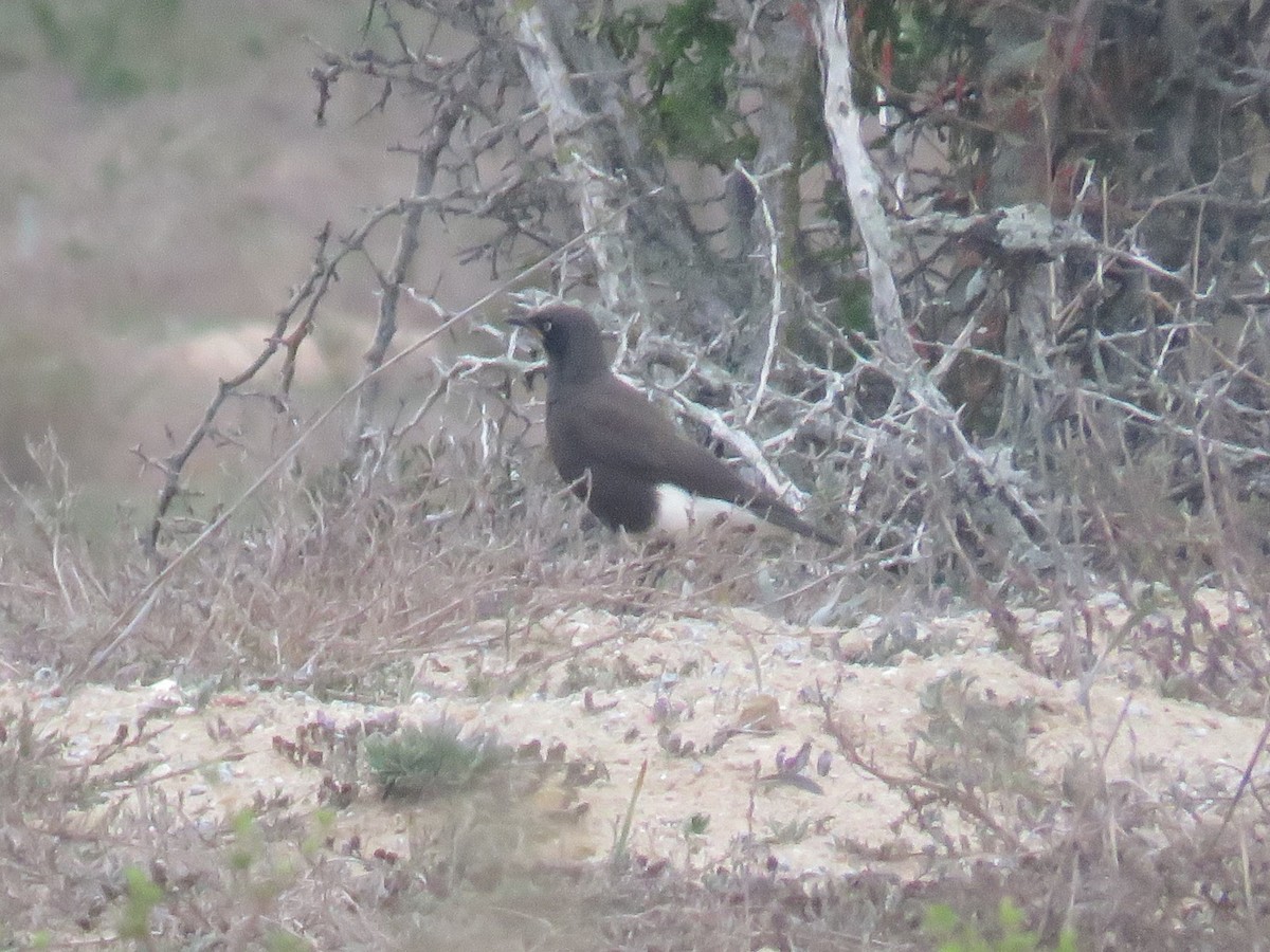 African Pied Starling - ML617665225