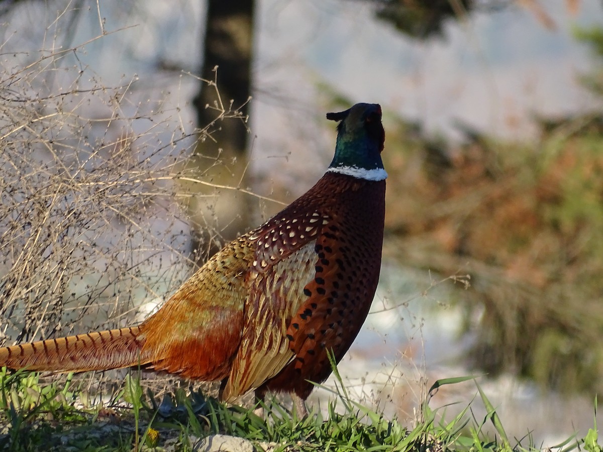 Ring-necked Pheasant - Jim Walton