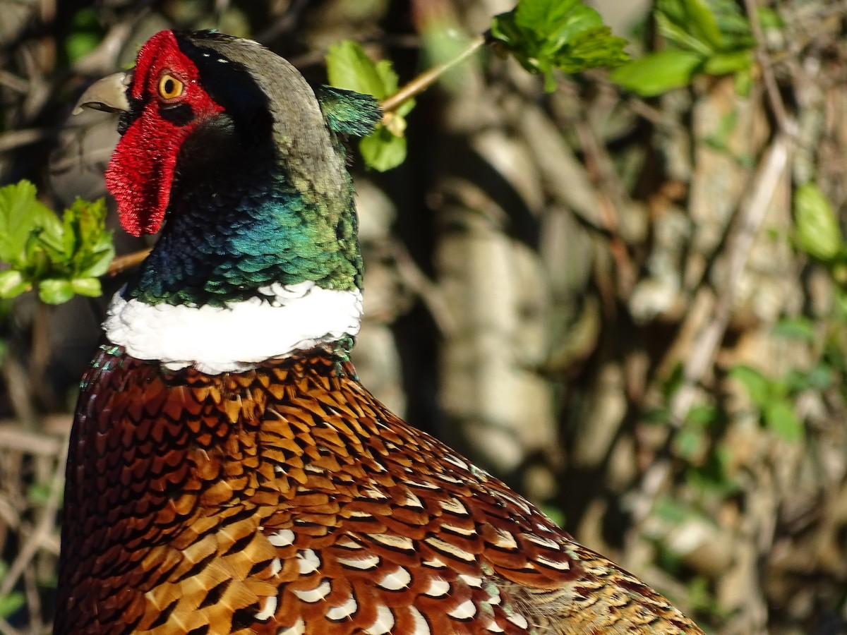 Ring-necked Pheasant - Jim Walton