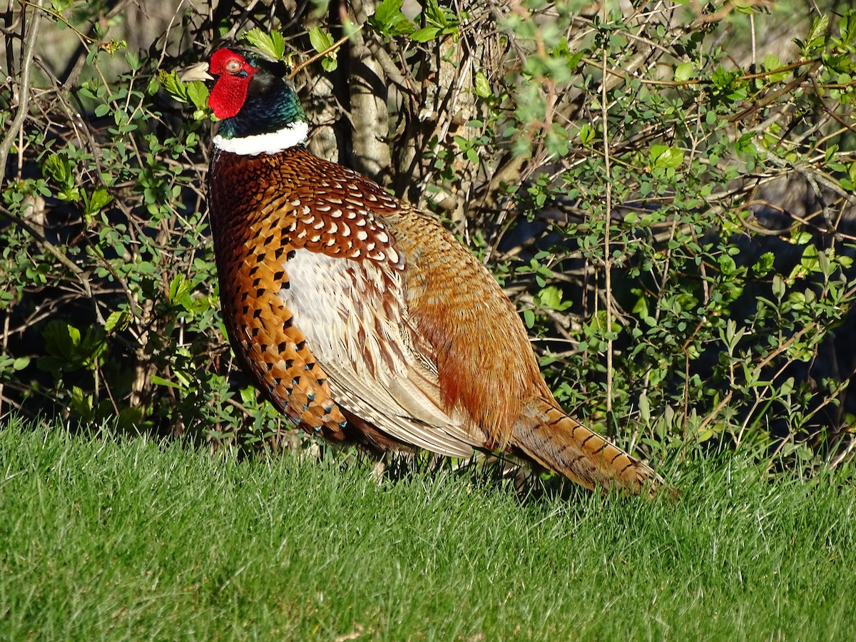 Ring-necked Pheasant - Jim Walton