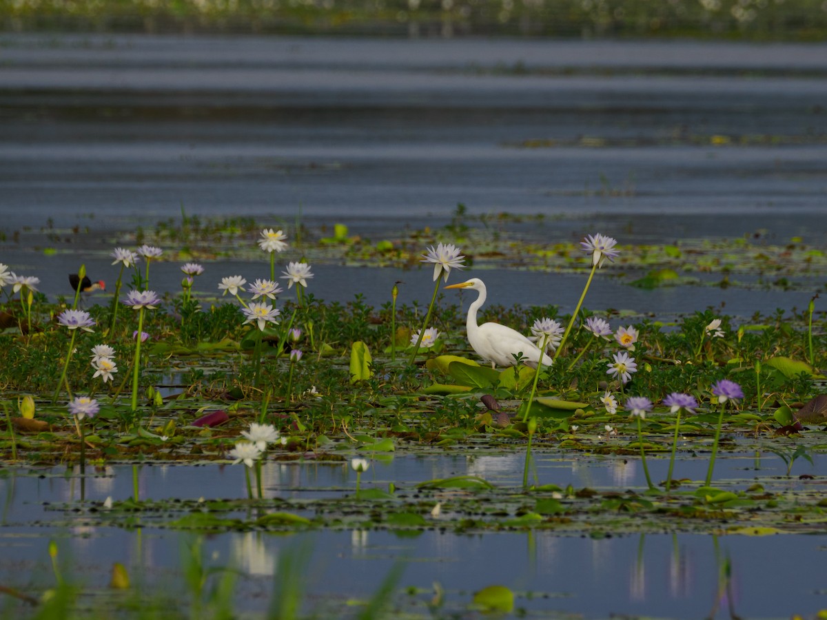 Plumed Egret - ML617665272