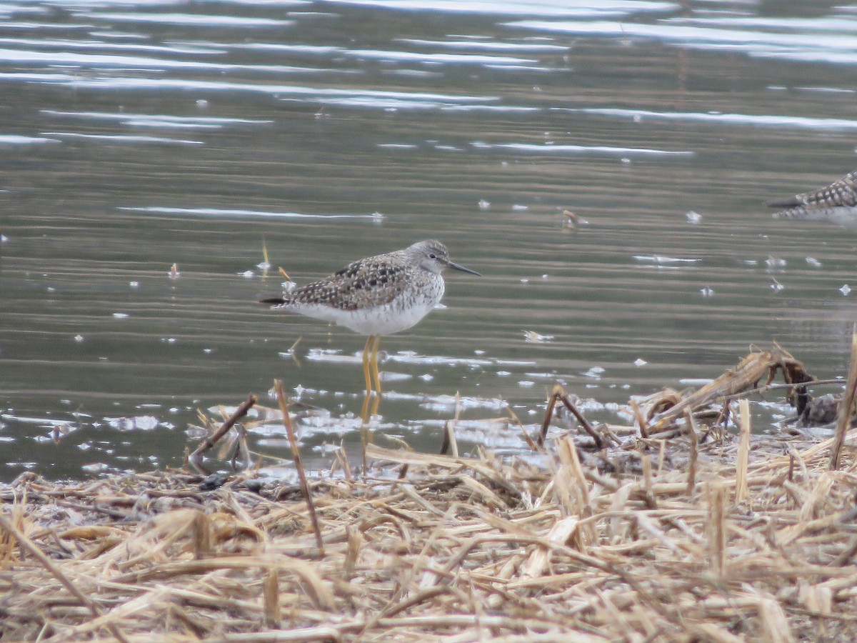 Lesser Yellowlegs - Michael Britten