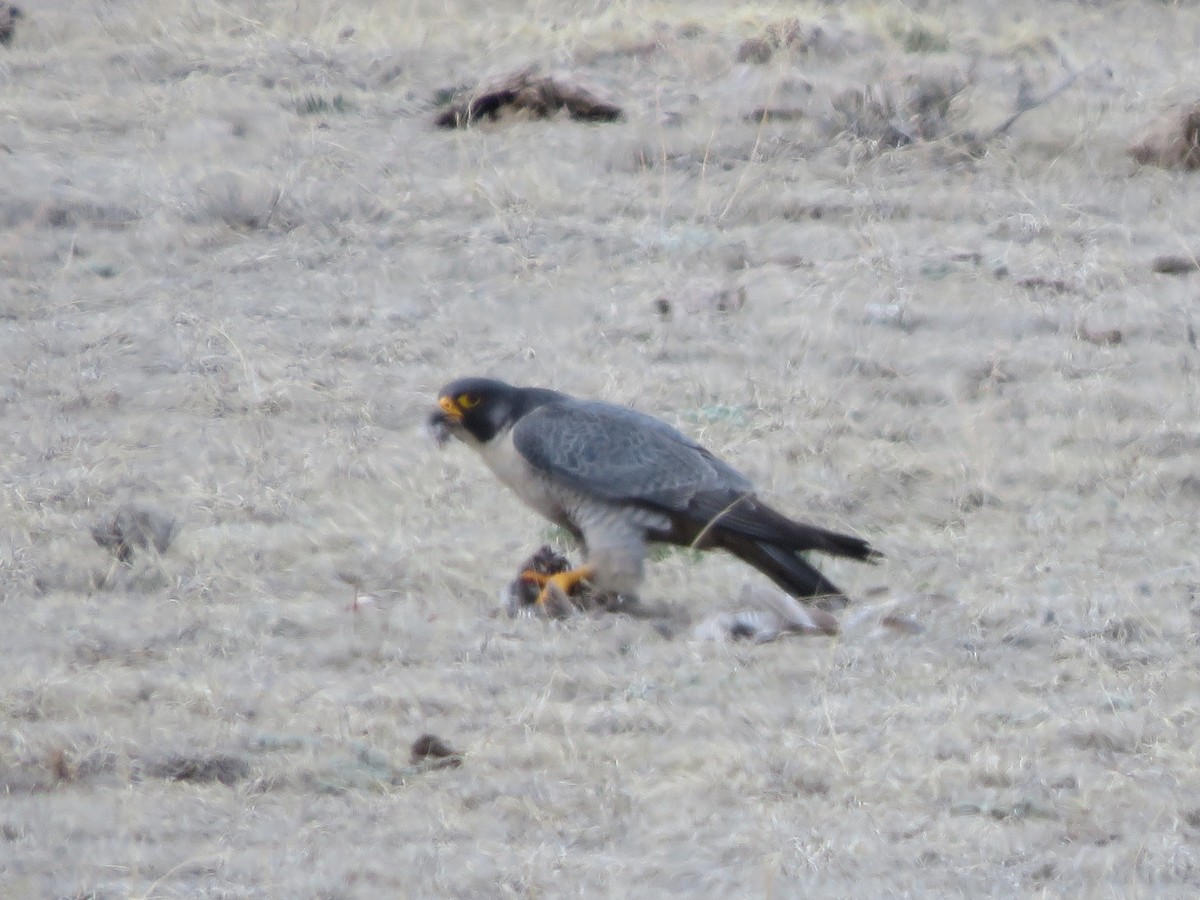 Peregrine Falcon - Michael Britten