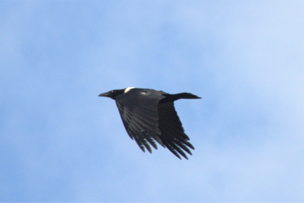 Pied Crow - ML617665292