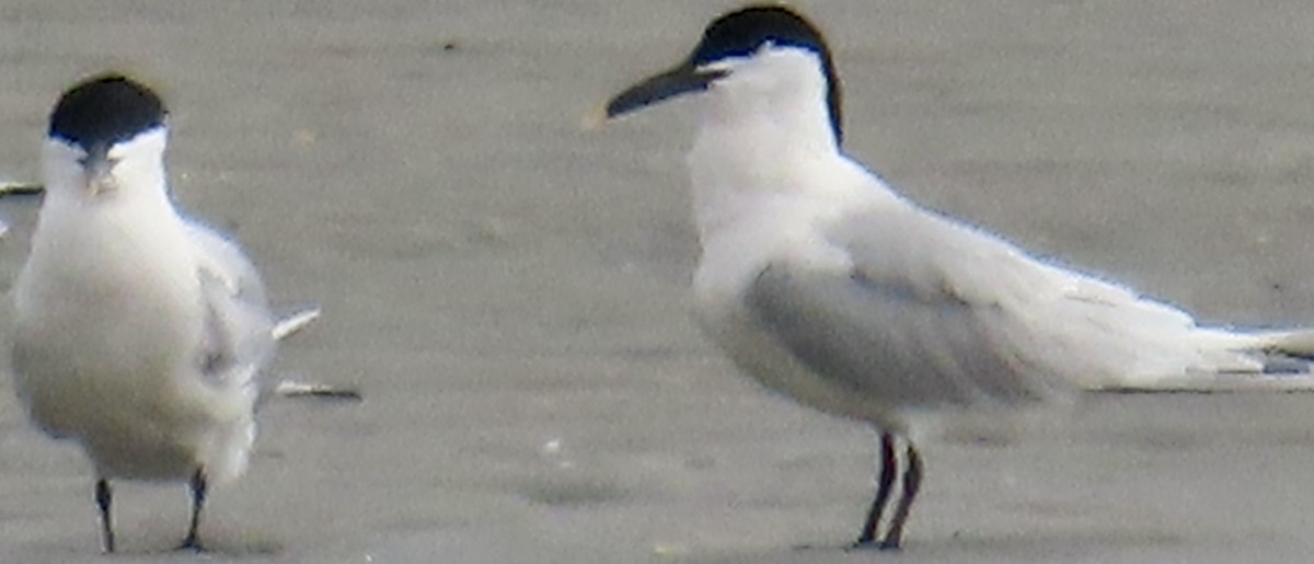 Sandwich Tern - ML617665310