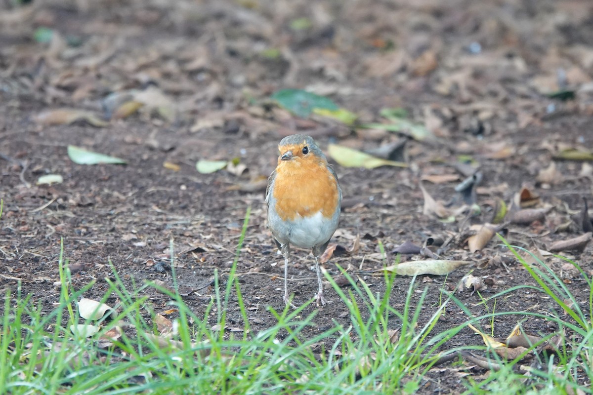 European Robin - ML617665323