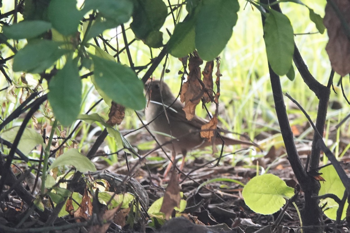 Common Nightingale - ML617665338