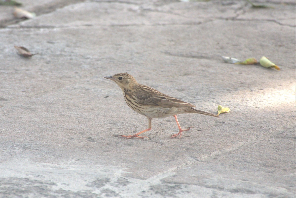 Tree Pipit - ML617665380