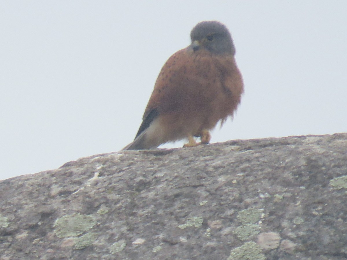 Rock Kestrel - ML617665394