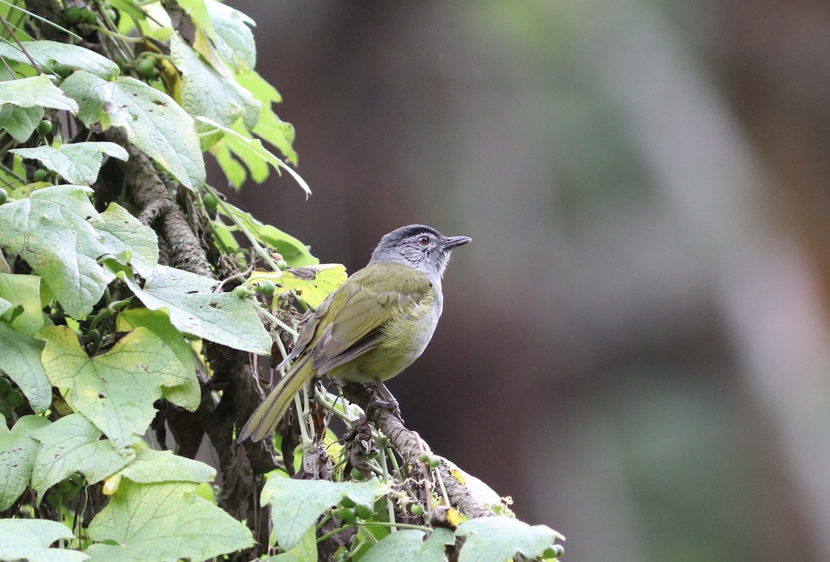 クロガシラアオヒヨ（nigriceps グループ） - ML617665432