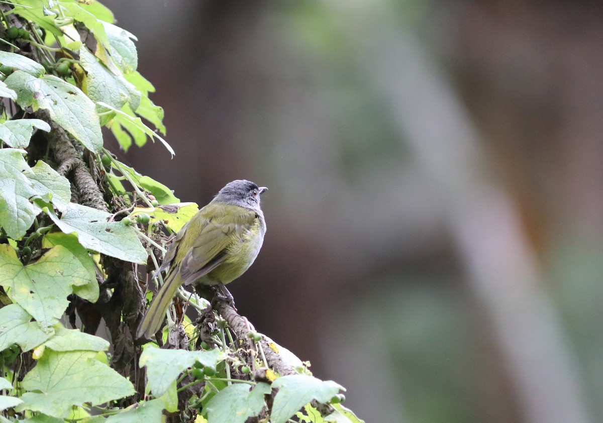 クロガシラアオヒヨ（nigriceps グループ） - ML617665433