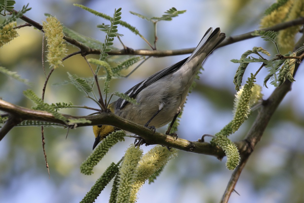 Hermit Warbler - ML617665465