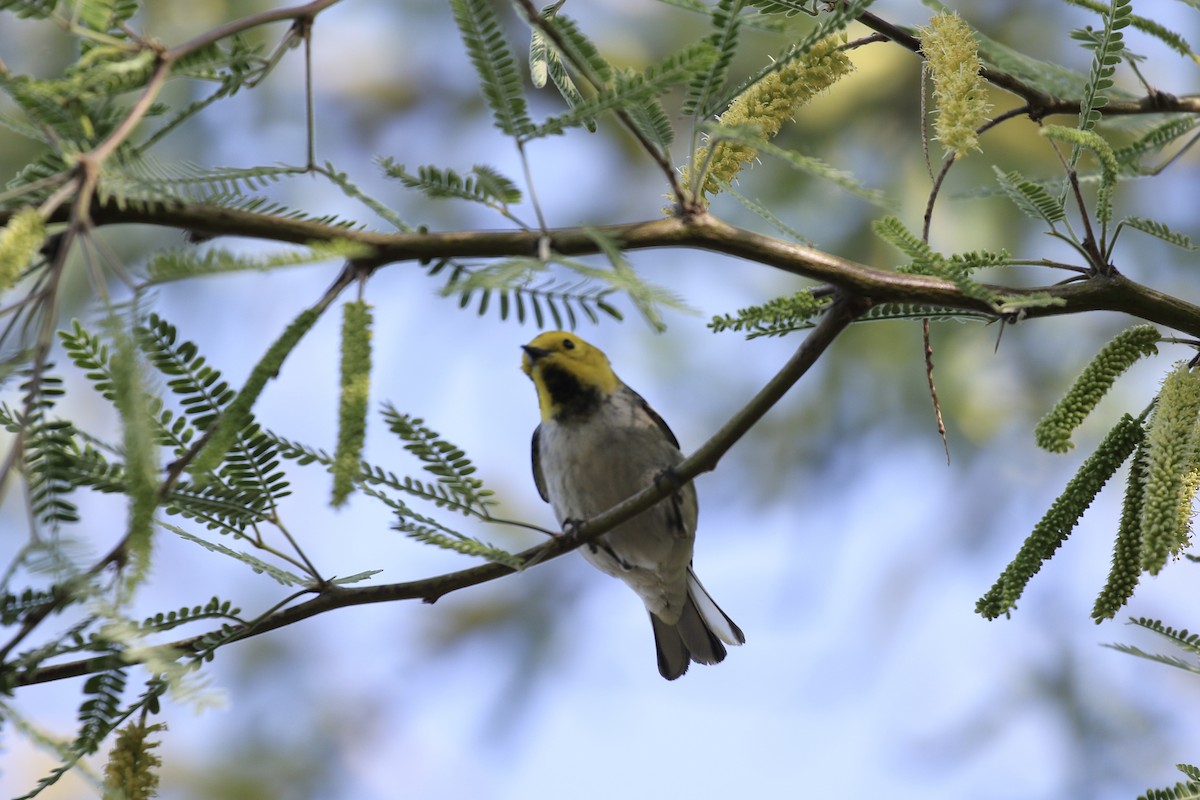 Paruline à tête jaune - ML617665467