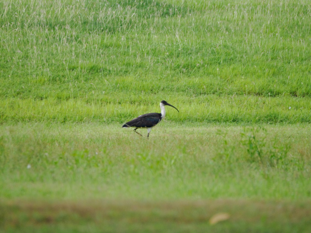 Straw-necked Ibis - ML617665514