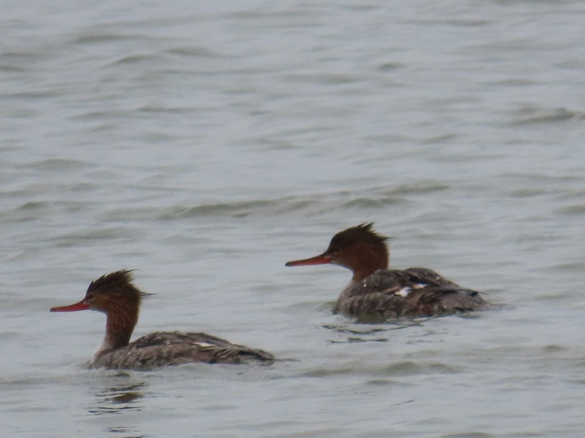 Red-breasted Merganser - ML617665533