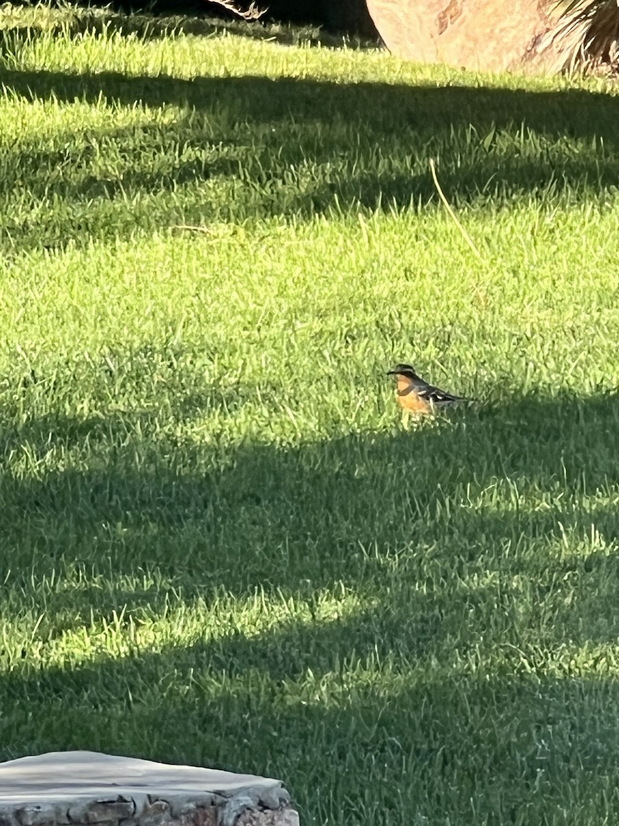 Varied Thrush - ML617665606