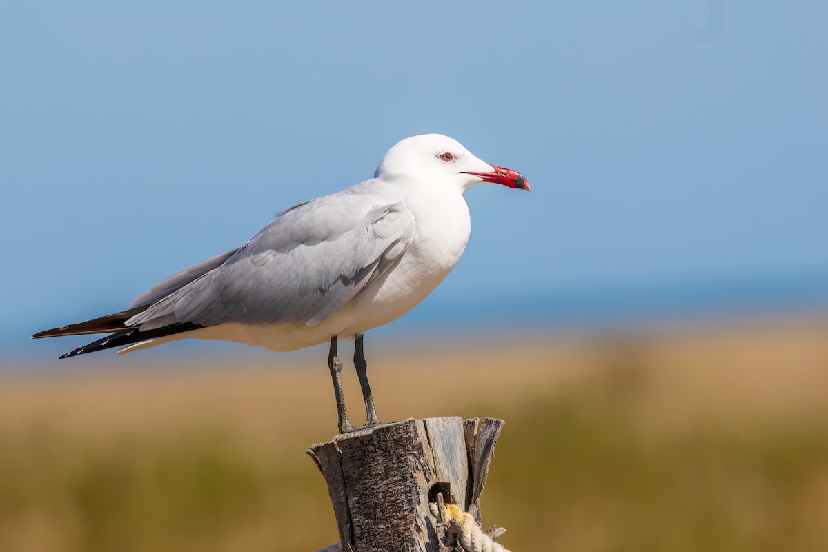 Audouin's Gull - ML617665614