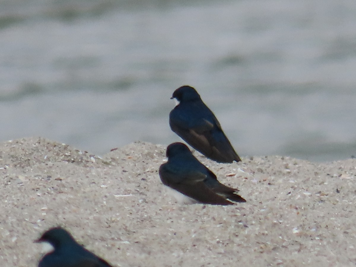 Tree Swallow - ML617665616