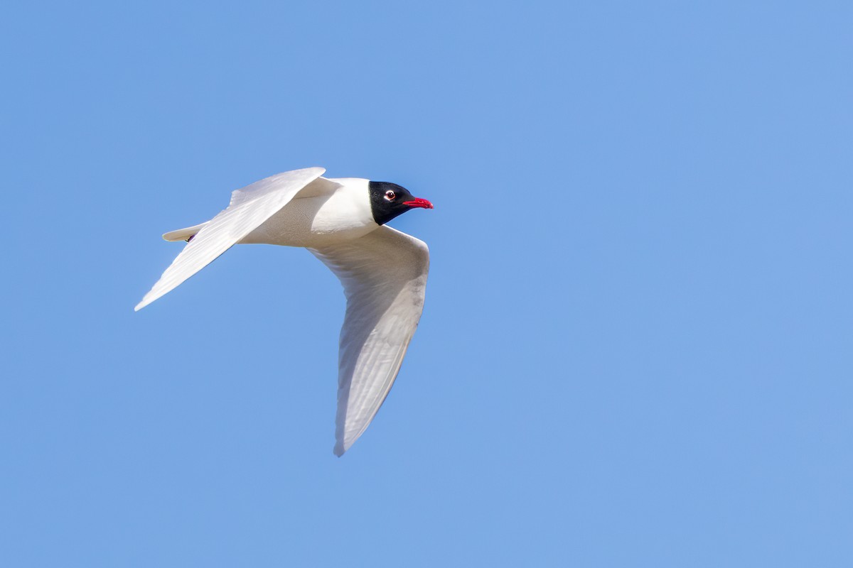 Gaviota Cabecinegra - ML617665617