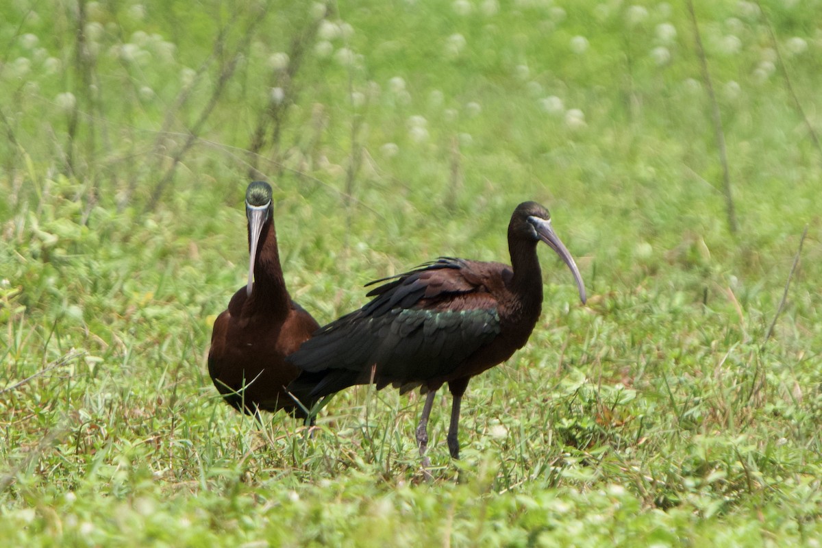 Glossy Ibis - Jeff Graham