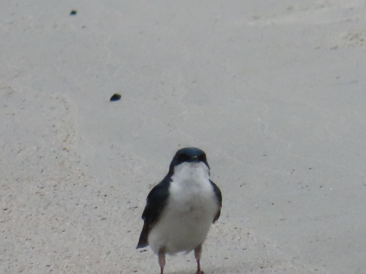 Tree Swallow - ML617665625