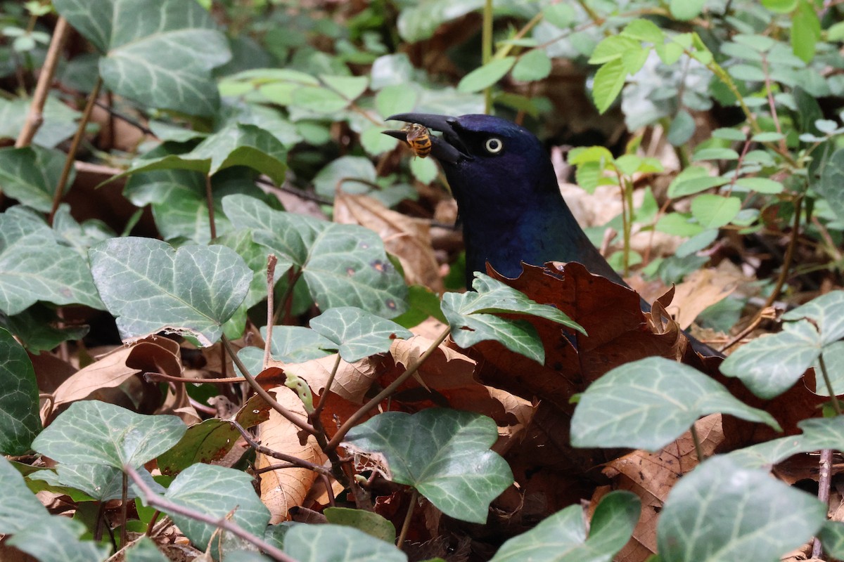 Common Grackle - ML617665626