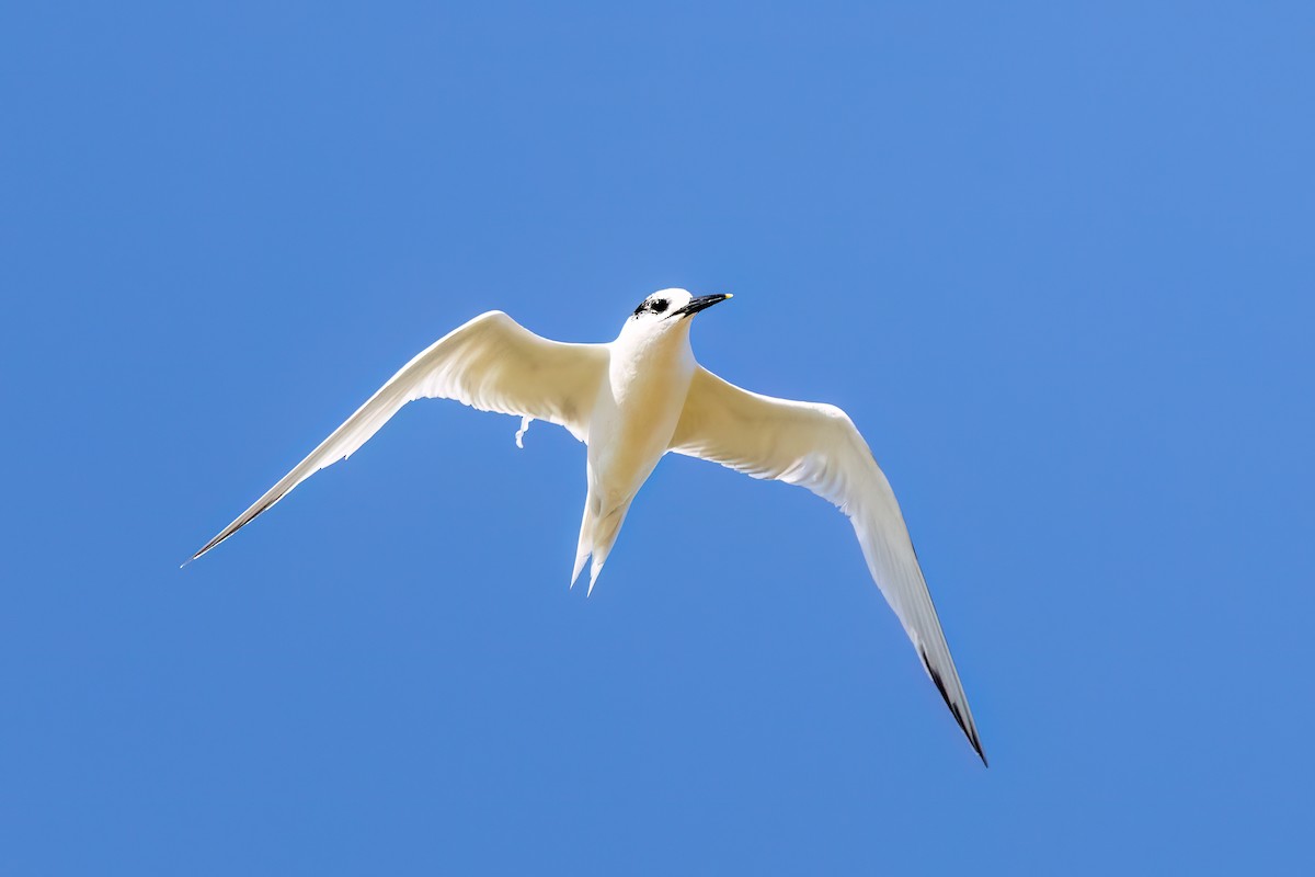 Sandwich Tern - ML617665629