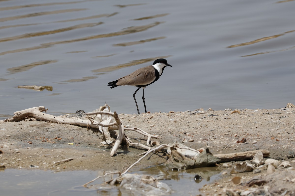 Spur-winged Lapwing - ML617665638
