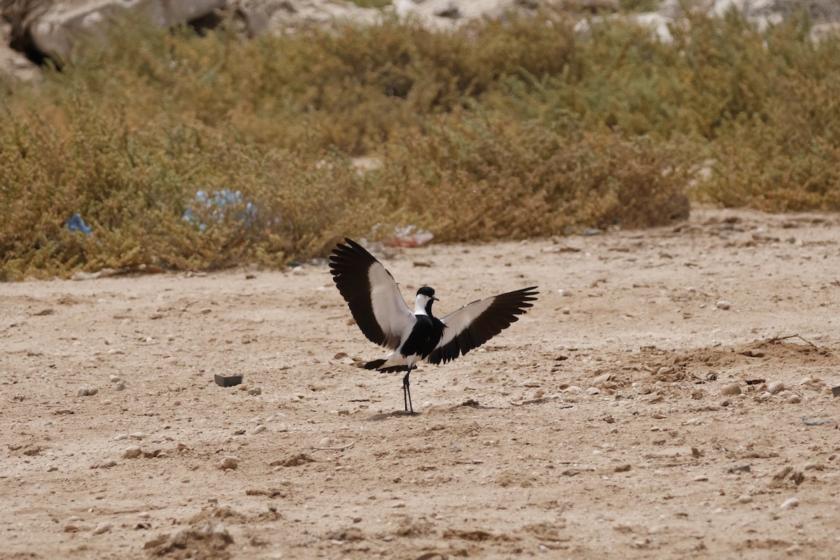 Spur-winged Lapwing - ML617665642
