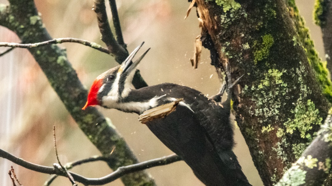 Pileated Woodpecker - tim goodwin