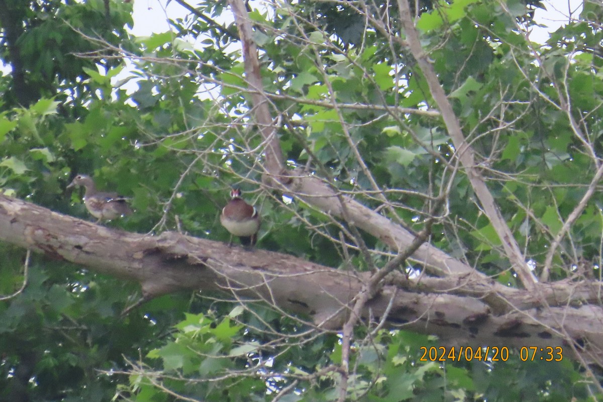 Wood Duck - ML617665652