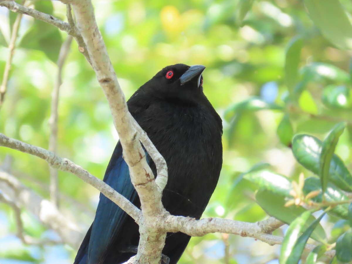 Bronzed Cowbird - ML617665662