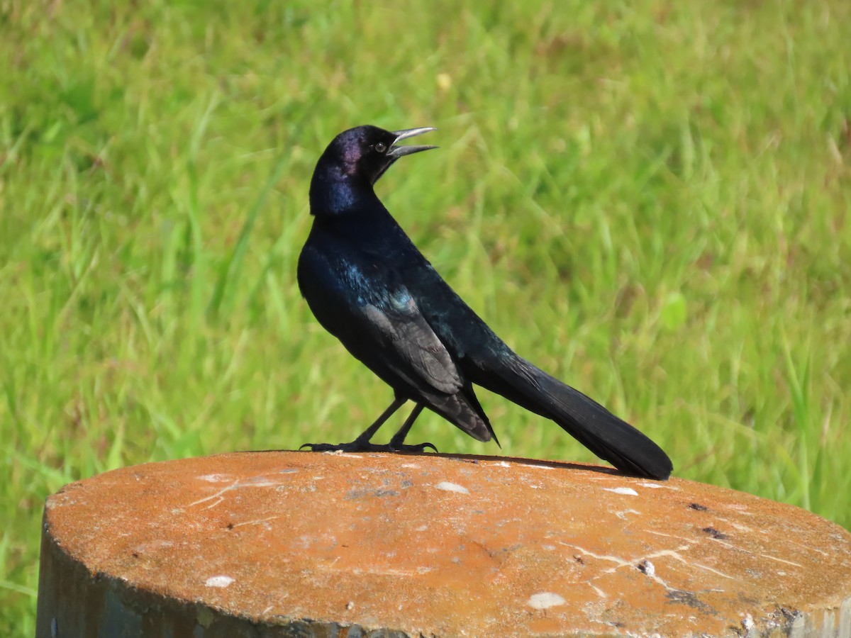 Boat-tailed Grackle - ML617665669