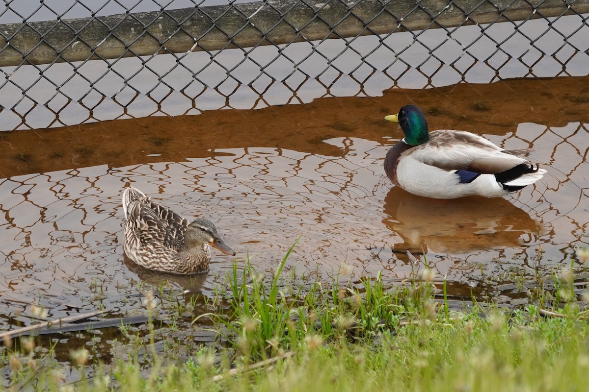 Mallard - Dawn Hovey