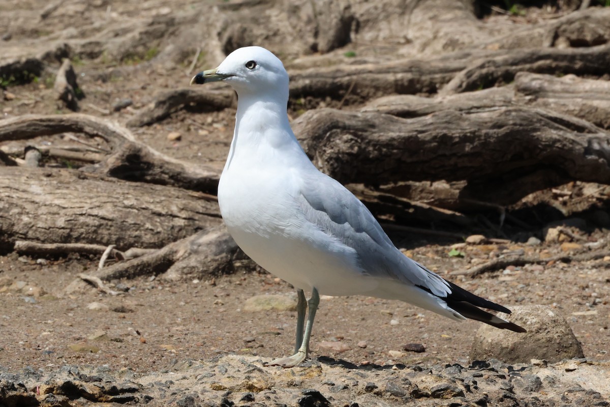 Ring-billed Gull - ML617665691