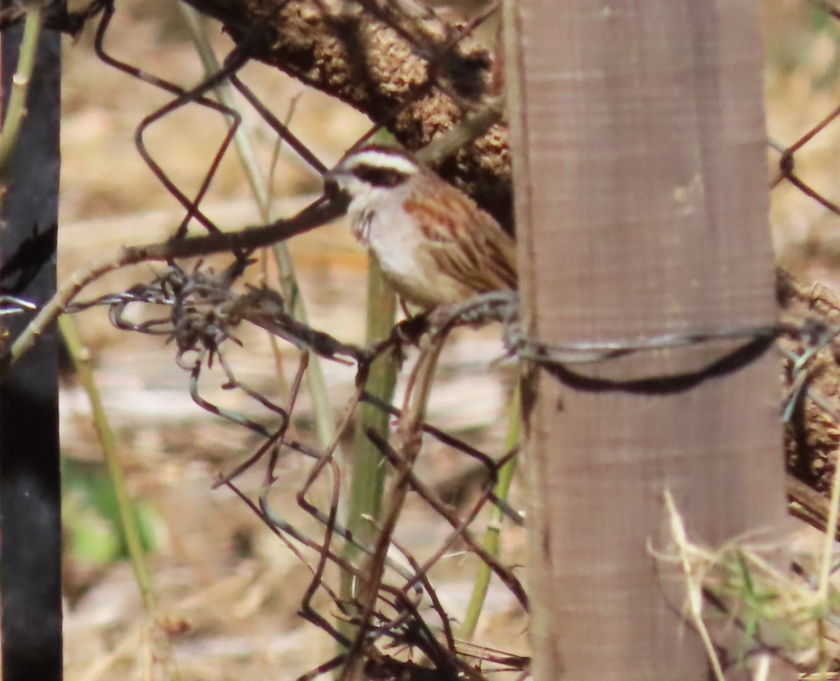 Stripe-headed Sparrow - ML617665705