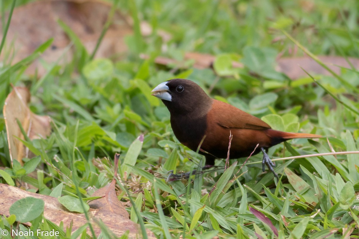 Chestnut Munia - ML61766571