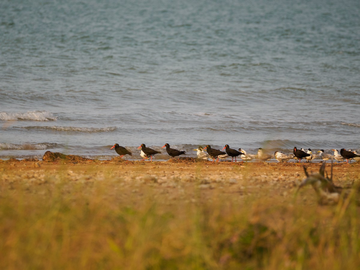 Sooty Oystercatcher - ML617665715