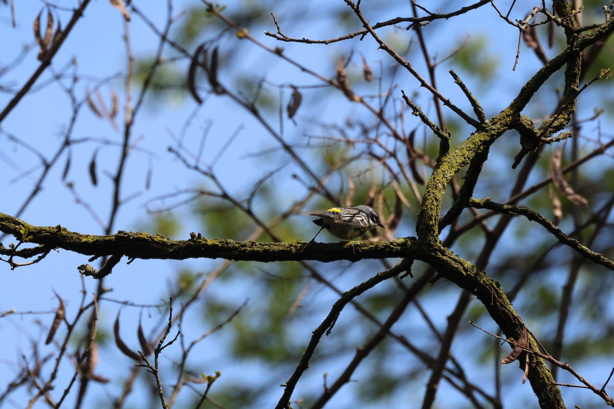 Yellow-rumped Warbler - ML617665717