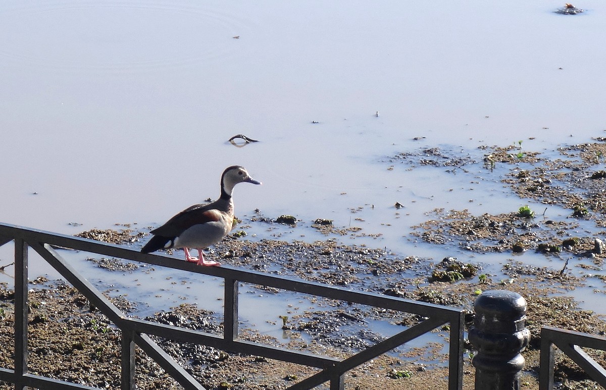 Canard à collier noir - ML617665718