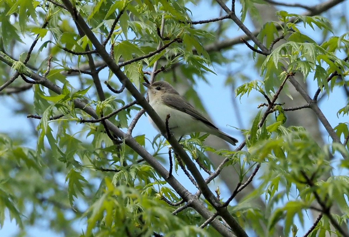 Warbling Vireo - ML617665764