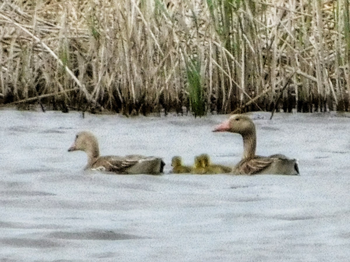 Graylag Goose - ML617665772